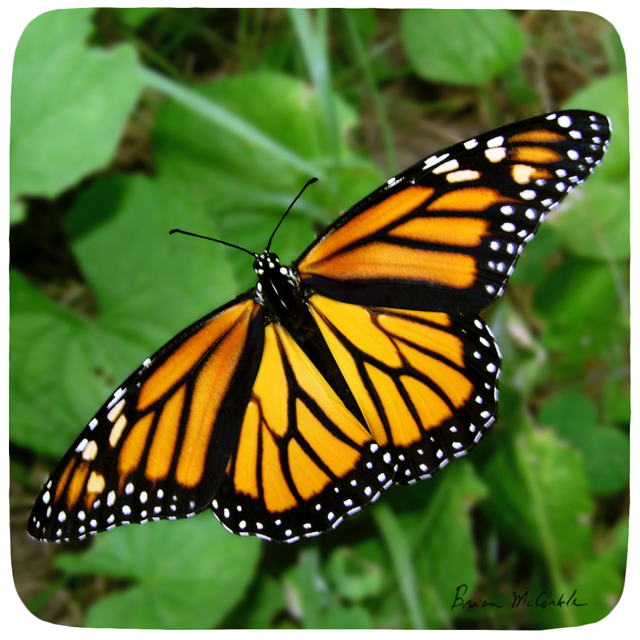 (image for) Monarch Wide